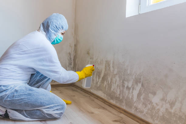Licensed Basement Mold Remediation service in Free Soil, MI - 24 Hour Mold Removal