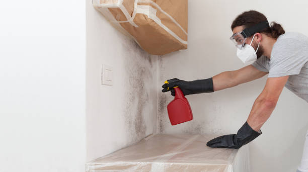 Professional Basement Mold Remediation technician working in Free Soil, MI