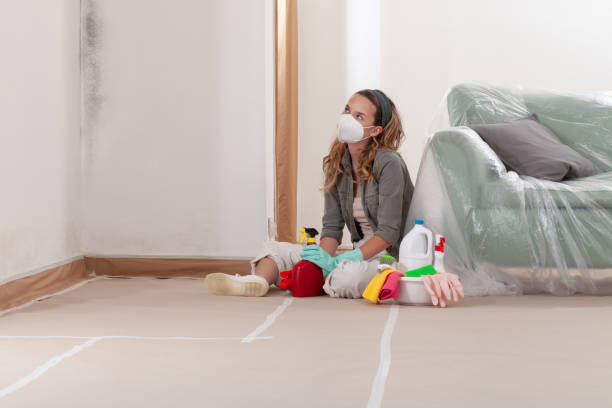 Reliable Basement Mold Remediation contractor in Free Soil, MI by 24 Hour Mold Removal