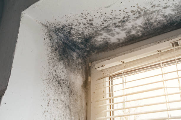 Affordable Basement Mold Remediation solutions in Free Soil, MI